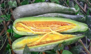 羊角蜜削皮吃吗（羊角蜜怎么吃要削皮去籽吗）