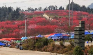 苏山坪在巴中哪里 苏山坪在巴中哪里建设