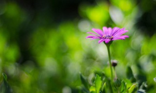 赞美春天的优美句子有哪些（赞美春天的优美句子有哪些短句）