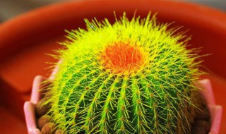 仙人球泡酒的作用与功效 仙人球怎么泡酒