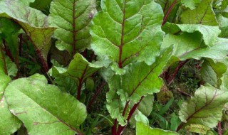 根达菜怎么吃（根达菜怎么吃好吃）