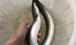 白鳝鱼的功效与作用（白鳝鱼的功效与作用禁忌）