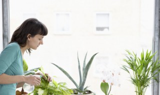 水培植物叶子发黄怎么办 水培植物叶子发黄怎么办视频