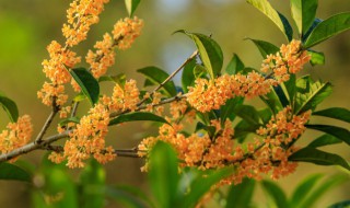 桂花树掉叶子怎么回事（桂花掉叶子是怎么回事）