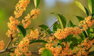 桂花叶子有黄点怎么办 桂花叶子上有黄点怎么办