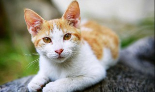 前爪的读音（前爪的读音拼音）