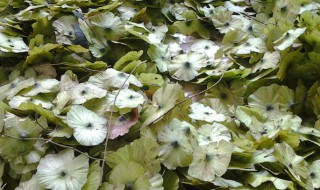 金钱柳的功效与作用 金钱柳的功效与作用有哪些