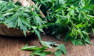 艾叶水洗头的功效与作用 艾叶煮水洗头的功效与作用