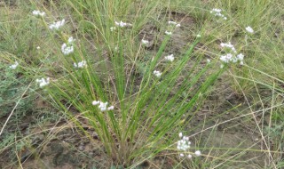 麻麻花的功效与作用（麻麻花的药用价值）