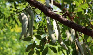 皂角树的功效与作用 皂角树的功效与作用及用量