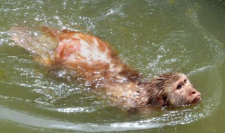 世界上有没有水猴子 世界上有没有水猴子这种生物