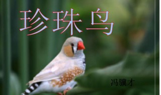 珍珠鸟的写作背景（珍珠鸟的写作背景20字）