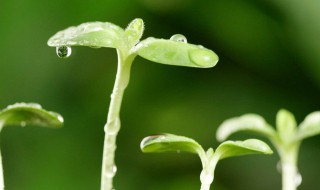 写春天的作文（写春天的作文600字优秀作文）