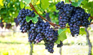 葡萄籽搭配什么效果最好（葡萄籽配合什么一起吃效果好）