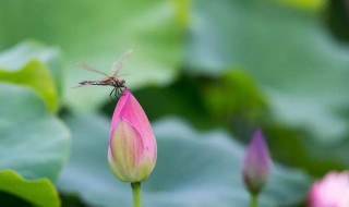 有关莲的诗句（有关莲的诗句和俗语）
