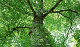 茂盛的近义词是什么 茂盛的近义词是什么二年级上册