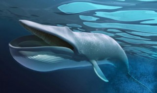 蓝鲸的眼睛读后感(蓝鲸的眼睛读后感30字)