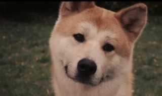 忠犬八公的故事观后感(忠犬八公的故事观后感300字)