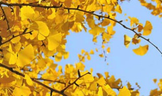 描写秋天的语句（描写秋天的语句20字）