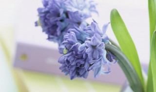 表示春天的诗句 表示春天的诗句有哪些一年级