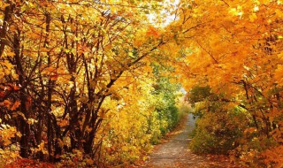 秋叶的诗句 带有秋叶的诗句