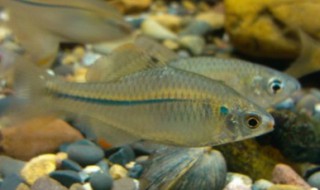 繁衍是什么意思（衍是什么意思）