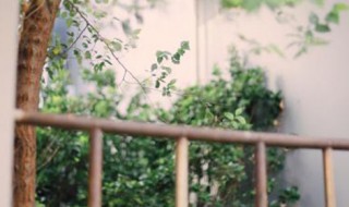 钱塘湖春行白居易赏析（钱塘湖春 行唐 白居易）