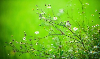 春天的现代诗（春天的现代诗50首）