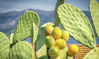 仙人掌的资料 仙人掌的资料和图片