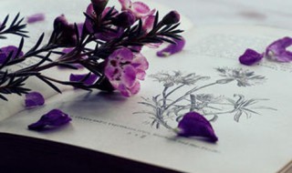 曹丕燕歌行原文及翻译 曹丕燕歌行原文及翻译拼音