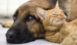 猫和狗的故事 猫和狗的故事50字一年级