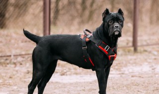 意大利护卫犬介绍 意大利护卫犬图片