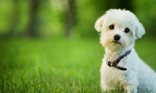 狗狗能吃菠萝吗(狗狗能吃菠萝吗 泰迪)