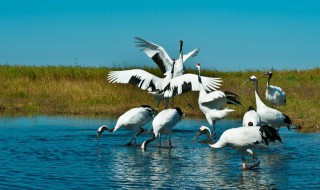 关于仙鹤的古诗有哪些 关于仙鹤的诗句古诗