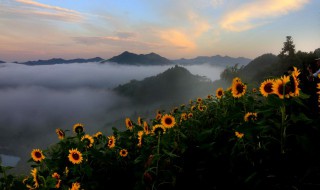 为什么向日葵是朝着太阳开花（为什么向日葵是朝着太阳开花的）