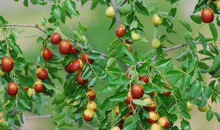 酸枣保存方法 酸枣保存方法有哪些