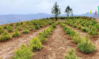 南方沙性土壤种植什么果树 南方沙质土适宜生长什么植物