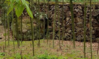 势如破竹什么意思（好运势如破竹什么意思）