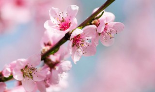 桃花作文300字三年级 桃花作文300字三年级下册(写植物