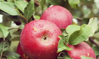 平安果能吃吗 平安果好吃吗