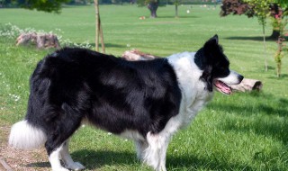 初学者养边牧注意事项（新手养边牧攻略）