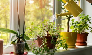 写植物的现代诗（写植物的现代诗短诗）