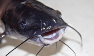 鲶鱼的营养功能与禁忌 鲶鱼的营养功能与禁忌是什么