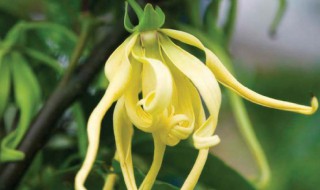 依兰花的药用价值与禁忌 依兰花有什么功效