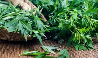 艾叶泡酒的正确方法 艾叶泡酒的作用与功效