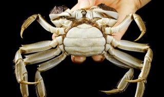 南瓜烩蟹的做法和配方 南瓜烩蟹的做法和配方窍门