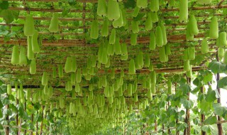 吊瓜的做法和配方（吊瓜的做法和配方大全）