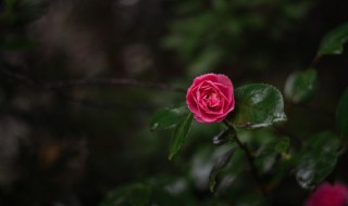 废旧花泥的妙用（塑料瓶制作花盆100种）