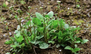 马蹄香的功效与作用及食用方法（马蹄香的功效与作用及食用方法怎么吃）