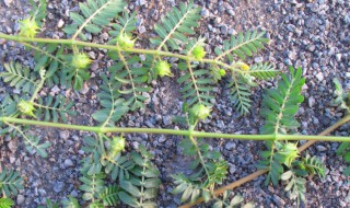 蒺藜的功效与作用及食用方法（蒺藜的功效与作用及食用方法及禁忌）